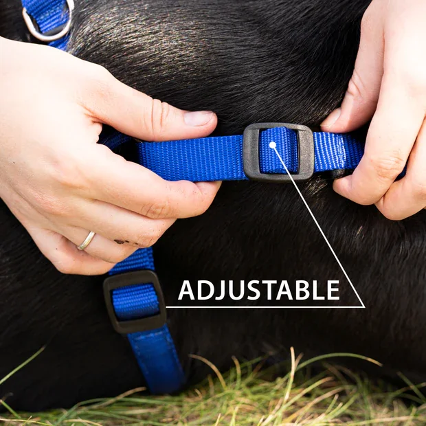 Ferplast Ham Daytona Albastru