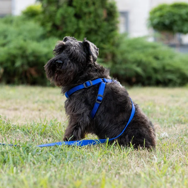 Ferplast Ham Daytona Albastru