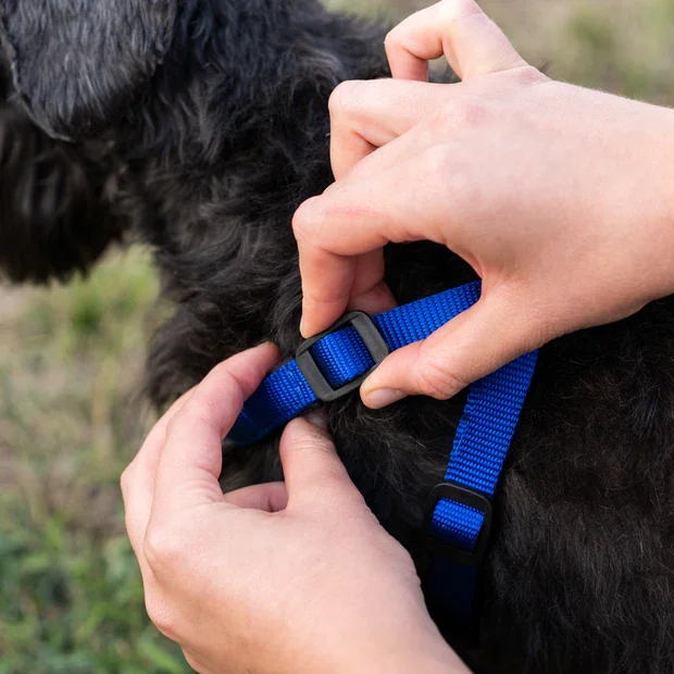 Ferplast Ham Daytona Albastru