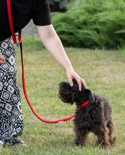 Ferplast Lesa Daytona Reglabila GA 2x200 cm Rosu