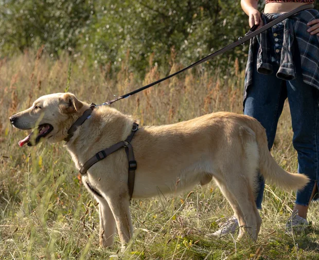 Ferplast Lesa Daytona Reglabila GA 2x200 cm Albastru