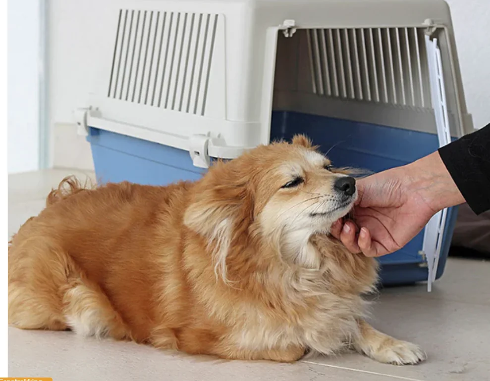 Ferplast Cusca Transport Atlas 30 EL