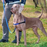 Ferplast Ham Silon Easy Albastru