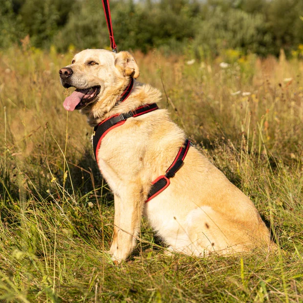 Ferplast Ham Ergoconfort Rosu