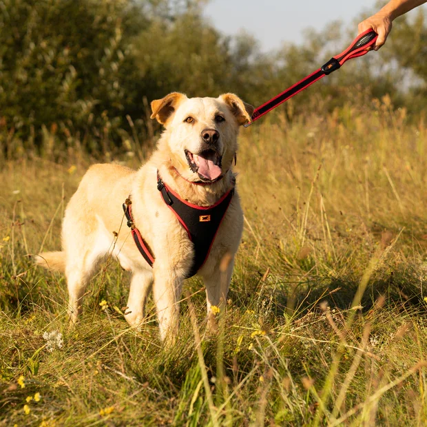 Ferplast Ham Ergoconfort Rosu