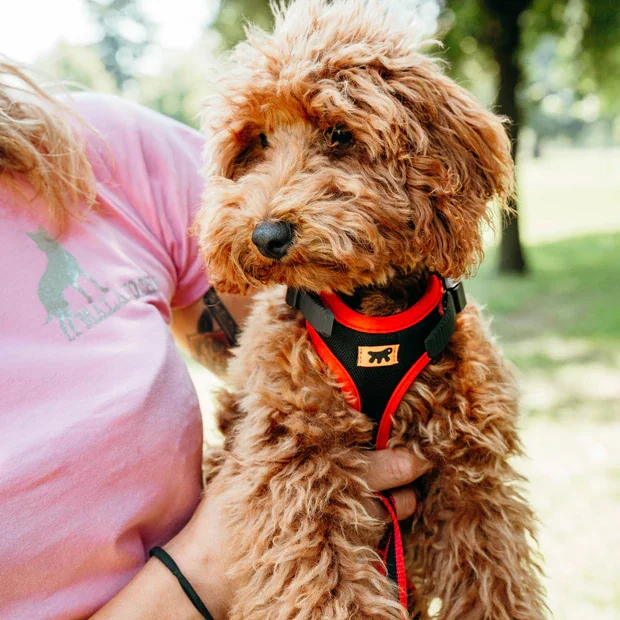 Ferplast Ham Ergoconfort Rosu