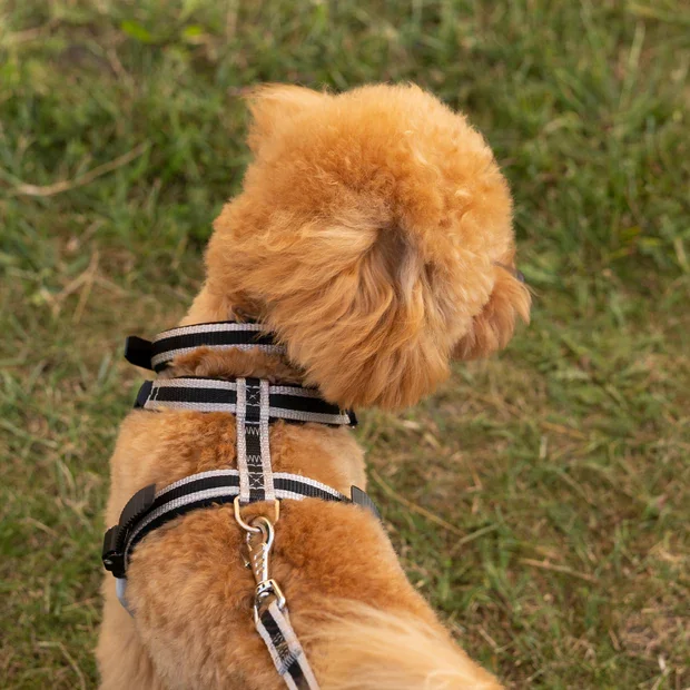 Ferplast Ham Ergoconfort Gri