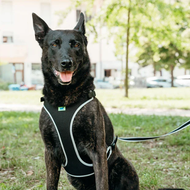 Ferplast Ham Ergoconfort Gri