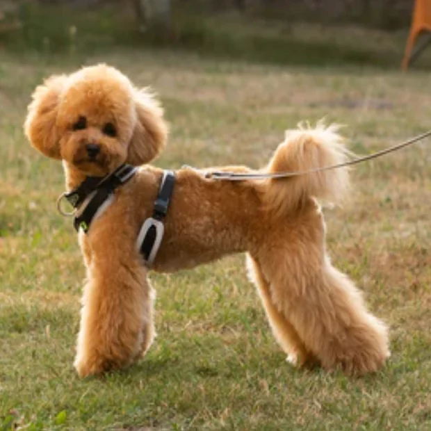 Ferplast Ham Ergoconfort Gri