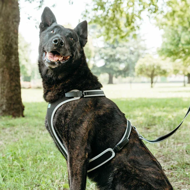 Ferplast Ham Ergoconfort Gri