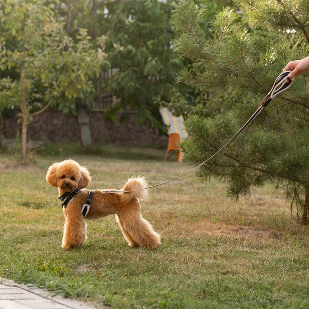 Ferplast Ham Ergoconfort Gri