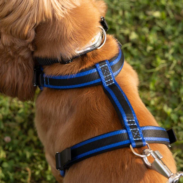 Ferplast Ham Ergoconfort Albastru