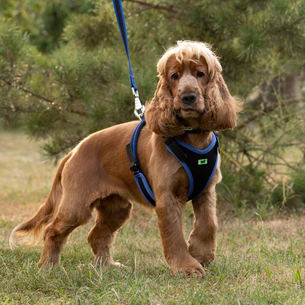 Ferplast Ham Ergoconfort Albastru