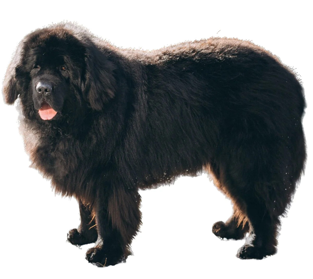 Dingo Botniță Metal Caucazian Nr 9A