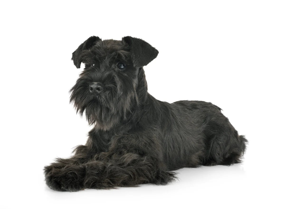 Dingo Botnita Metal Schnauzer Miniatural Nr 13
