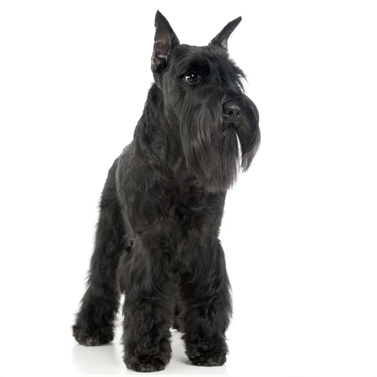 Dingo Botnita Metal Schnauzer Standard Nr 14