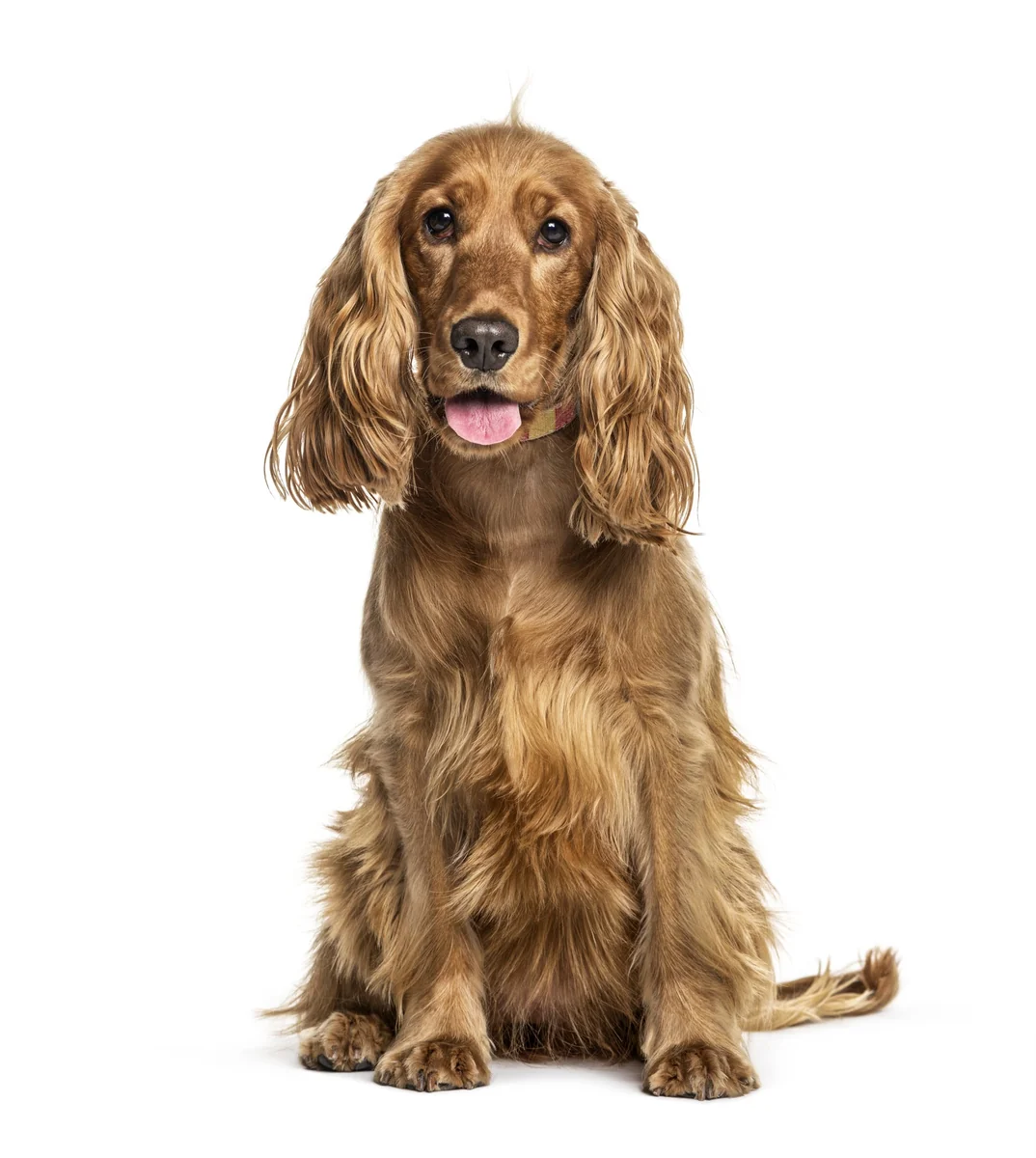 Dingo Botniță Metal Spaniel Mare Nr 4