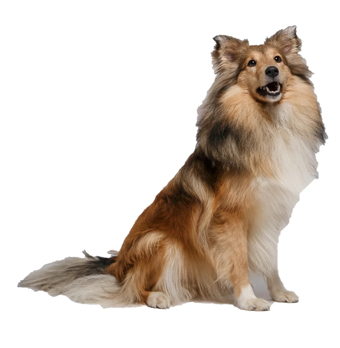 Dingo Botnita Metal Collie Nr 4A