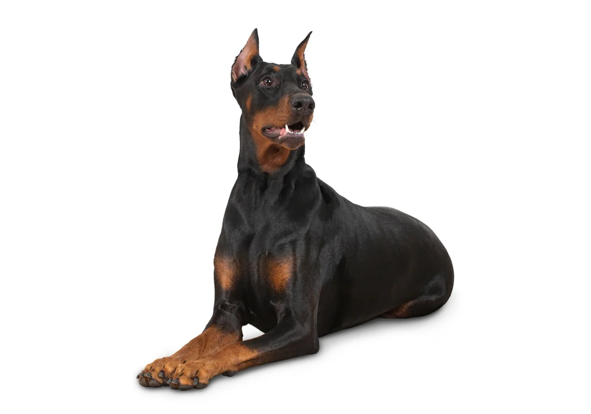 Dingo Botnita Metal Doberman Nr 5