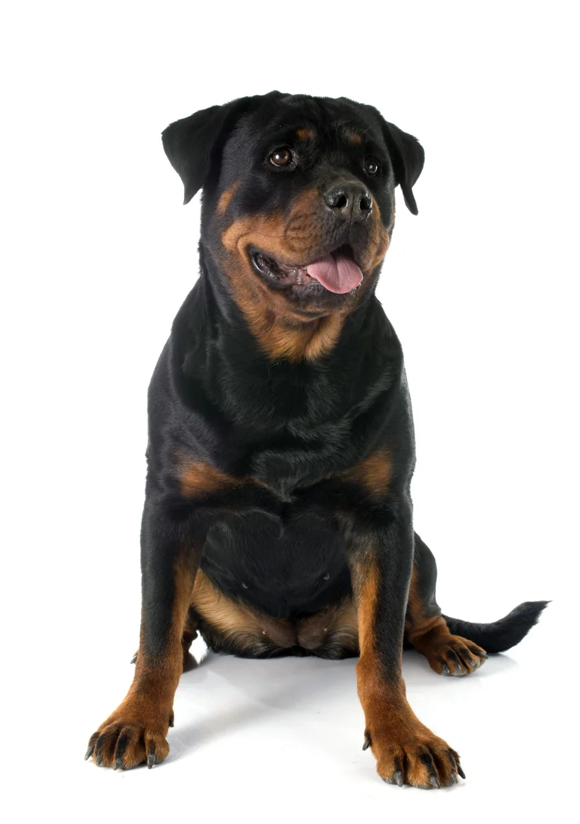 Dingo Botnita Metal Rottweiler Mica Nr 7