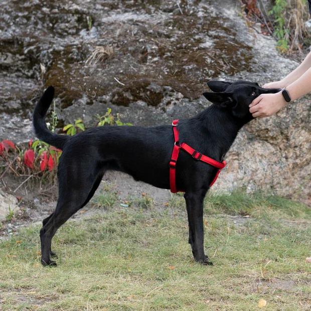 Ferplast Ham Daytona Rosu