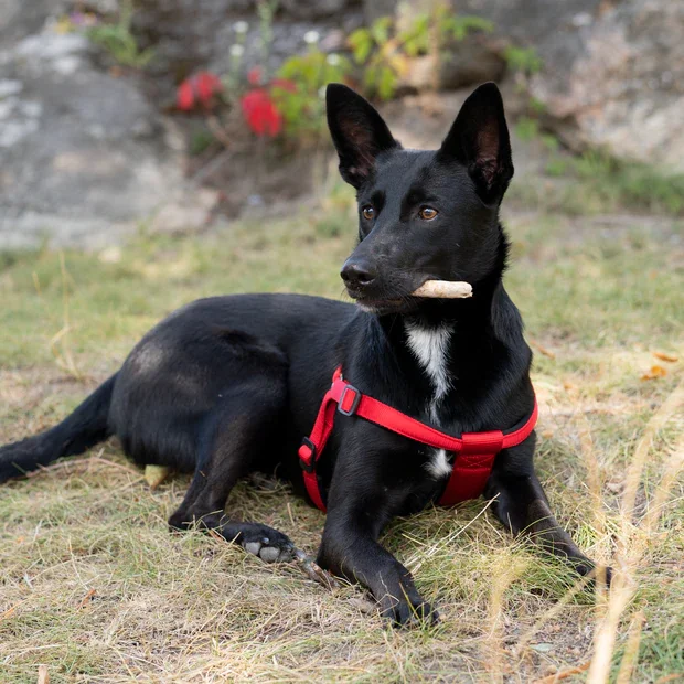 Ferplast Ham Daytona Rosu