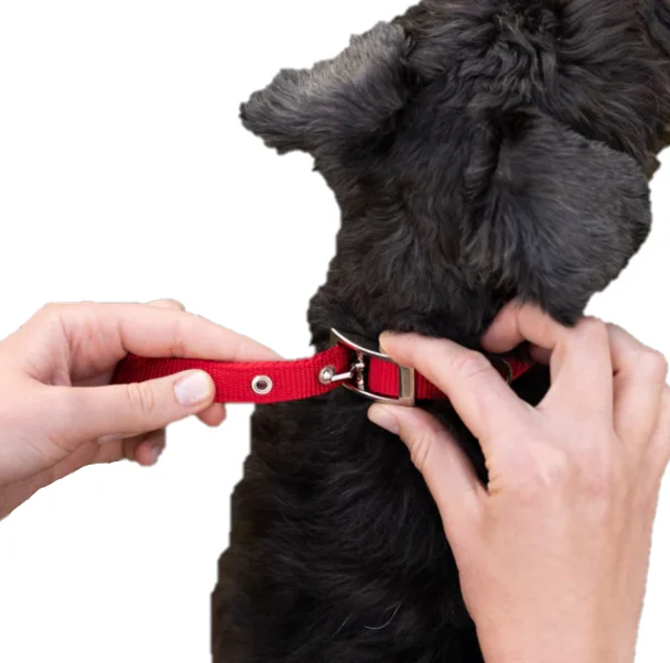 Ferplast Zgarda Daytona C