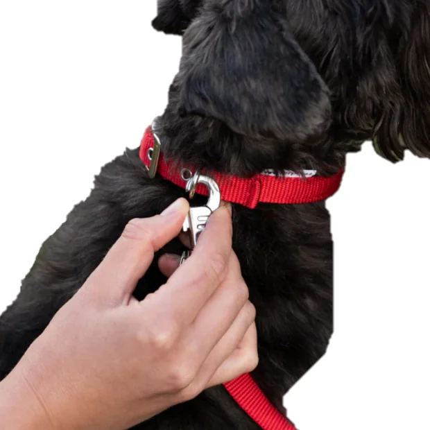 Ferplast Zgarda Daytona C