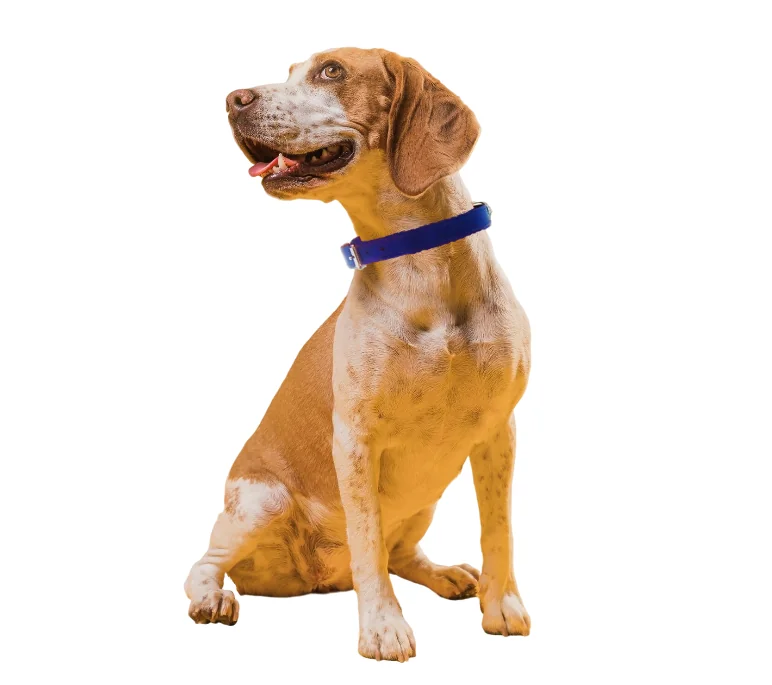 Pet Expert Zgarda Clasic