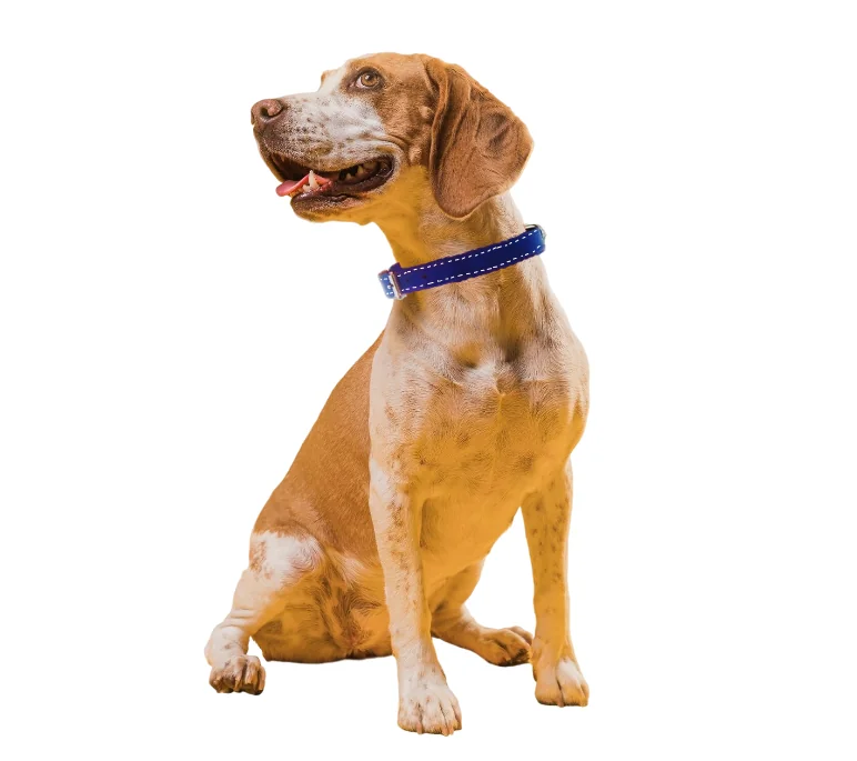 Pet Expert Zgarda Pasla Albastra