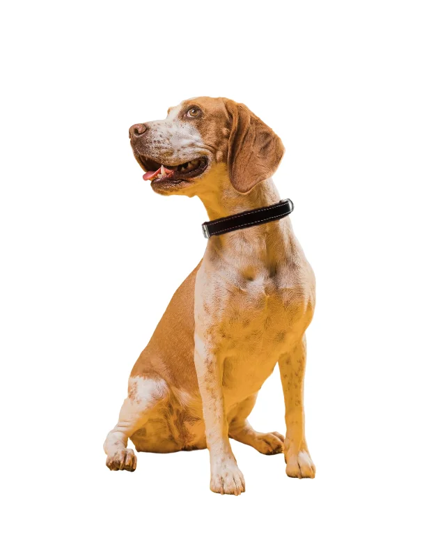 Pet Expert Zgarda Pasla Negru