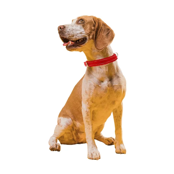 Pet Expert Zgarda Pasla Rosu