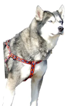 Dingo Ham Winnetou Negru