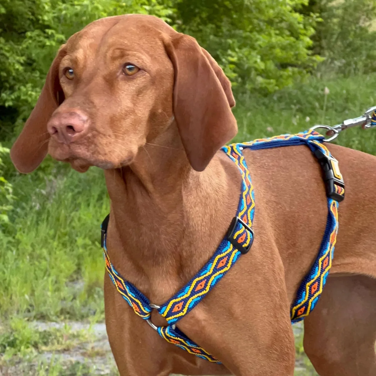 Dingo Ham Winnetou Albastru