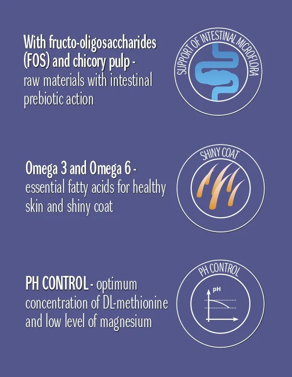 Cat Concept Dry Fish