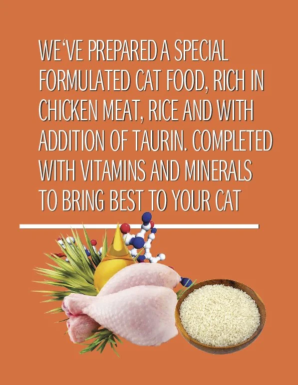 Cat Concept Dry Kitten