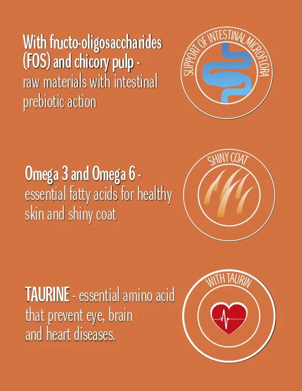 Cat Concept Dry Kitten