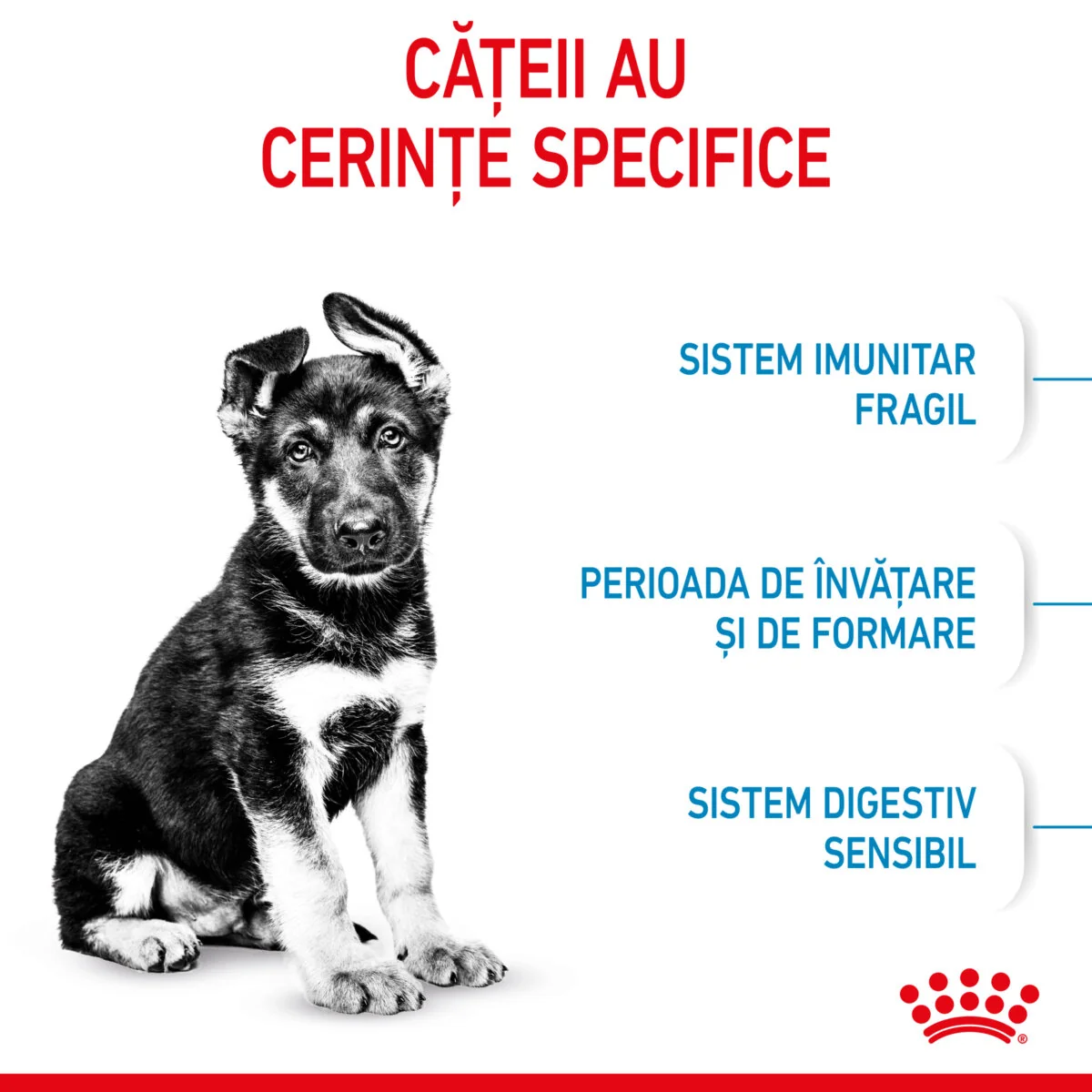 Royal Canin Maxi Puppy
