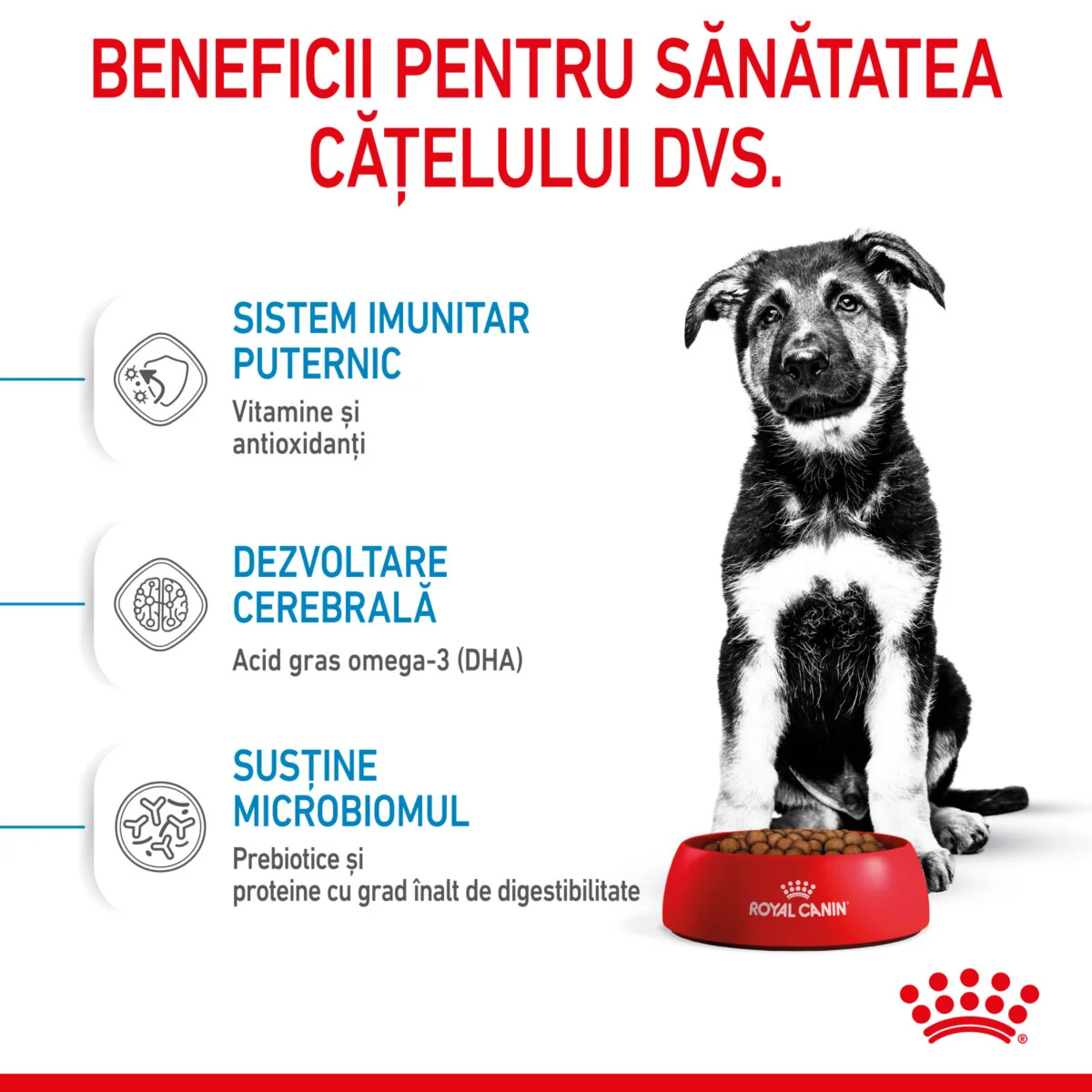 Royal Canin Maxi Puppy