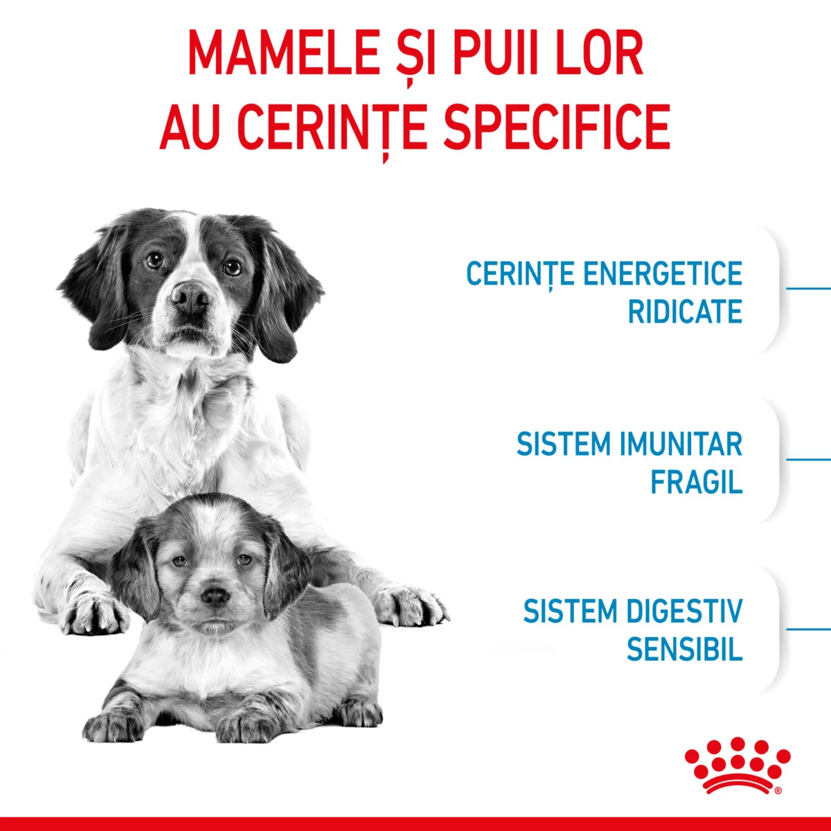 Royal Canin Medium Starter Mother & Babydog