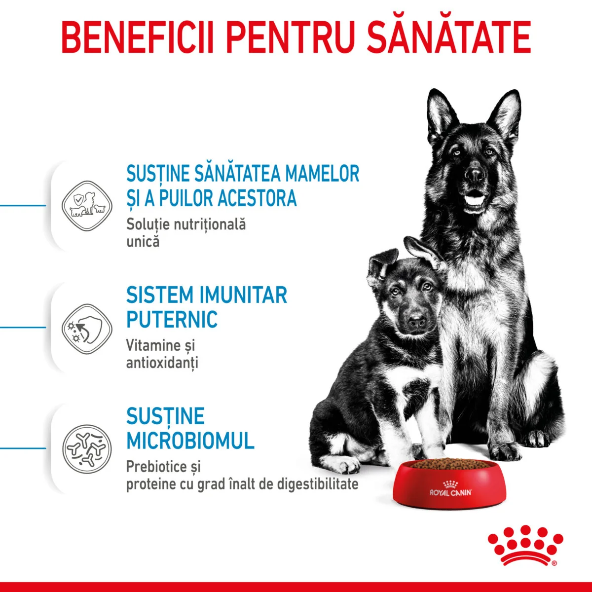 Royal Canin Maxi Starter Mother & Babydog
