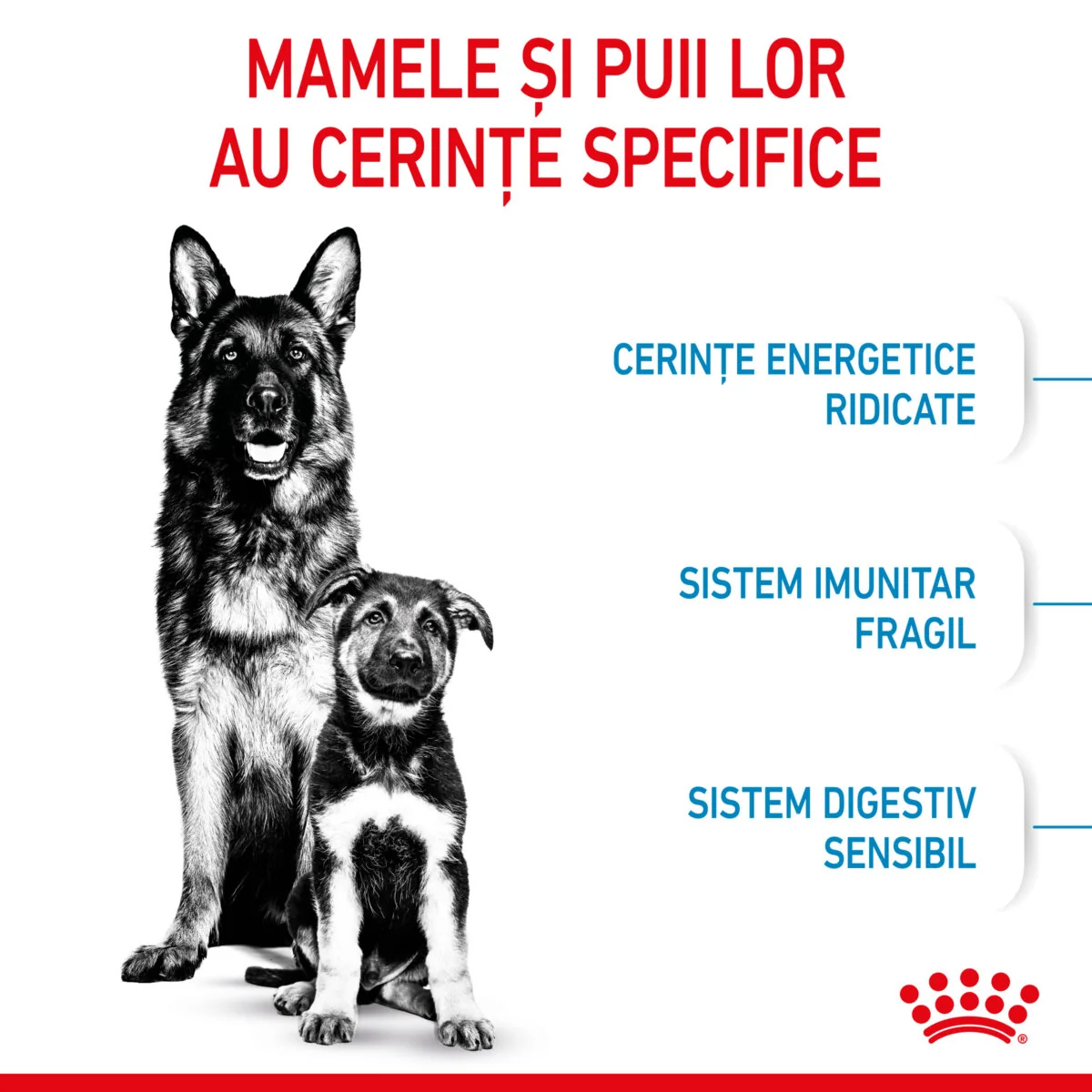 Royal Canin Maxi Starter Mother & Babydog