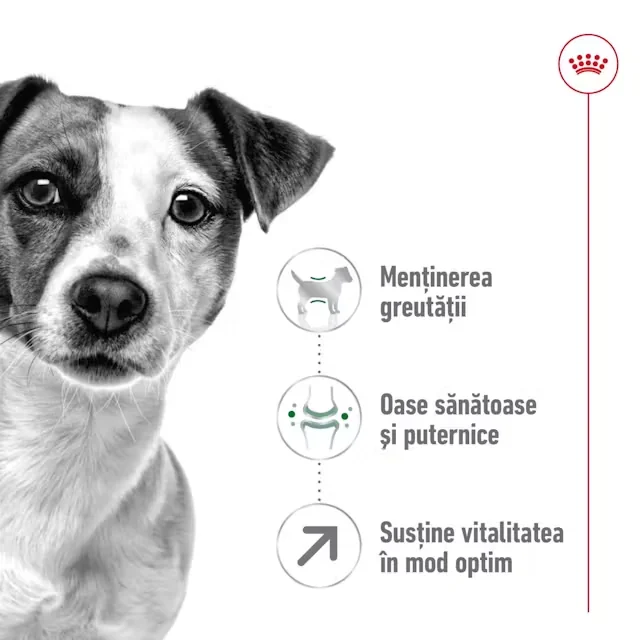 Royal Canin Mini Adult +8 2 kg