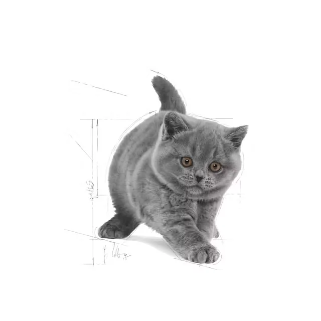 Royal Canin Felin British Shorthair Kitten