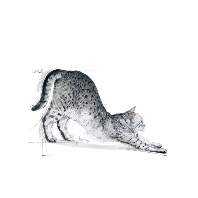 Royal Canin Felin Indoor