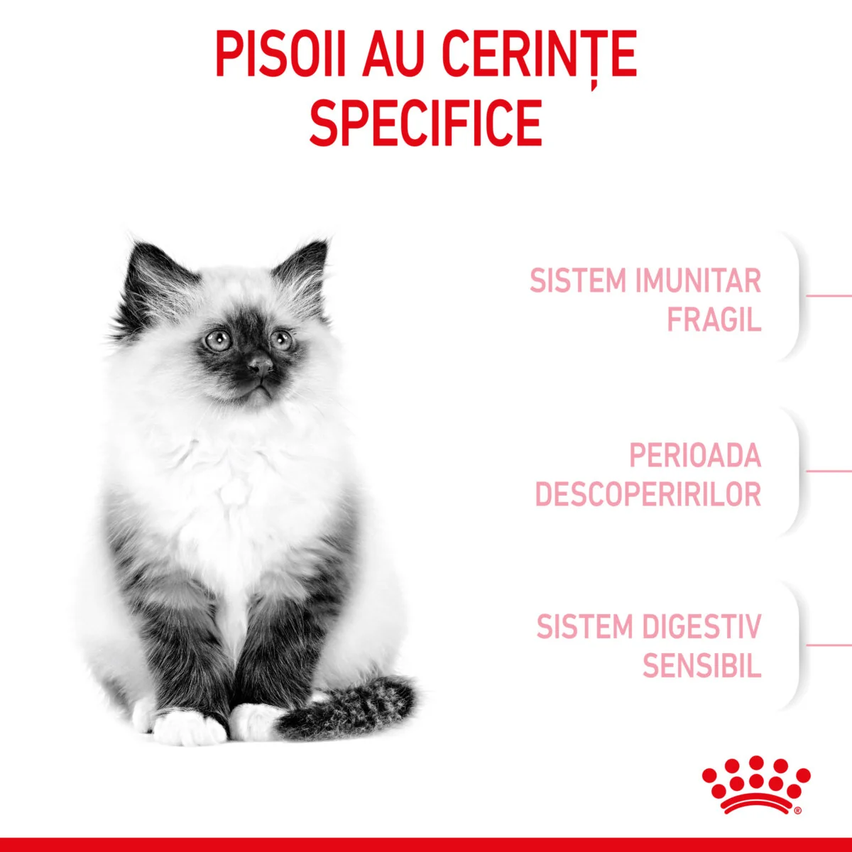 Royal Canin Felin Kitten