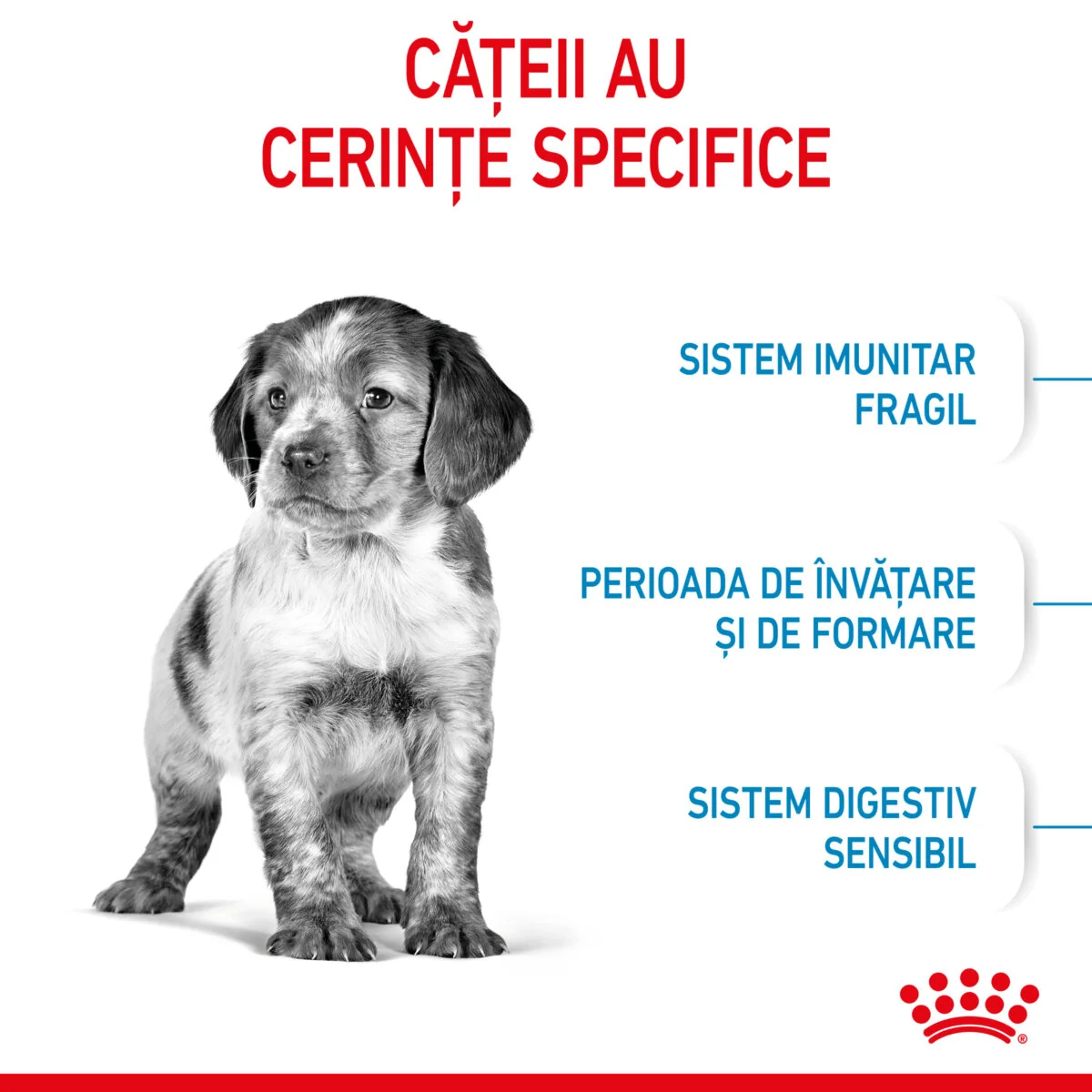 Royal Canin Medium Puppy