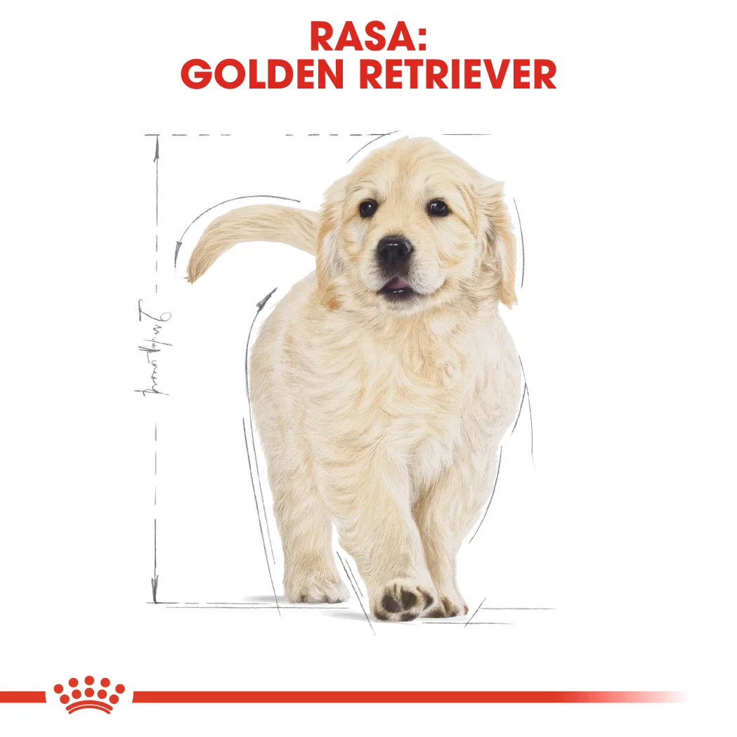 Royal Canin Golden Retriever Puppy