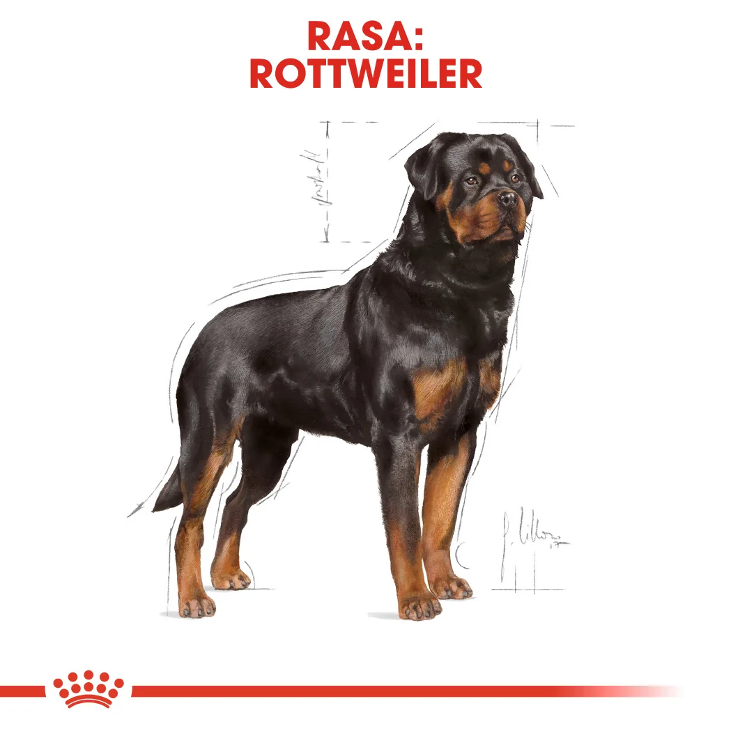 Royal Canin Rottweiler Adult
