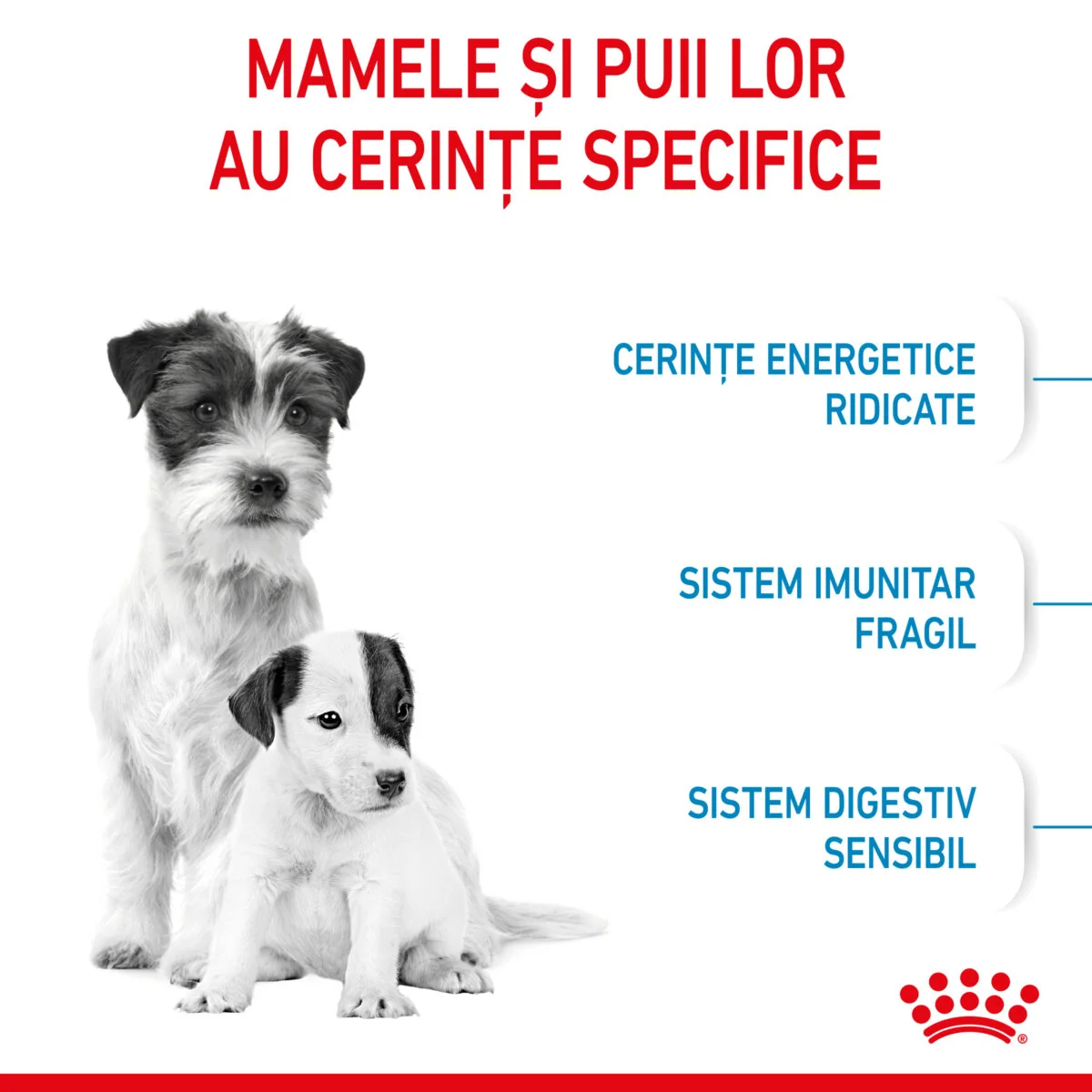 Royal Canin Mini Starter Mother & Babydog